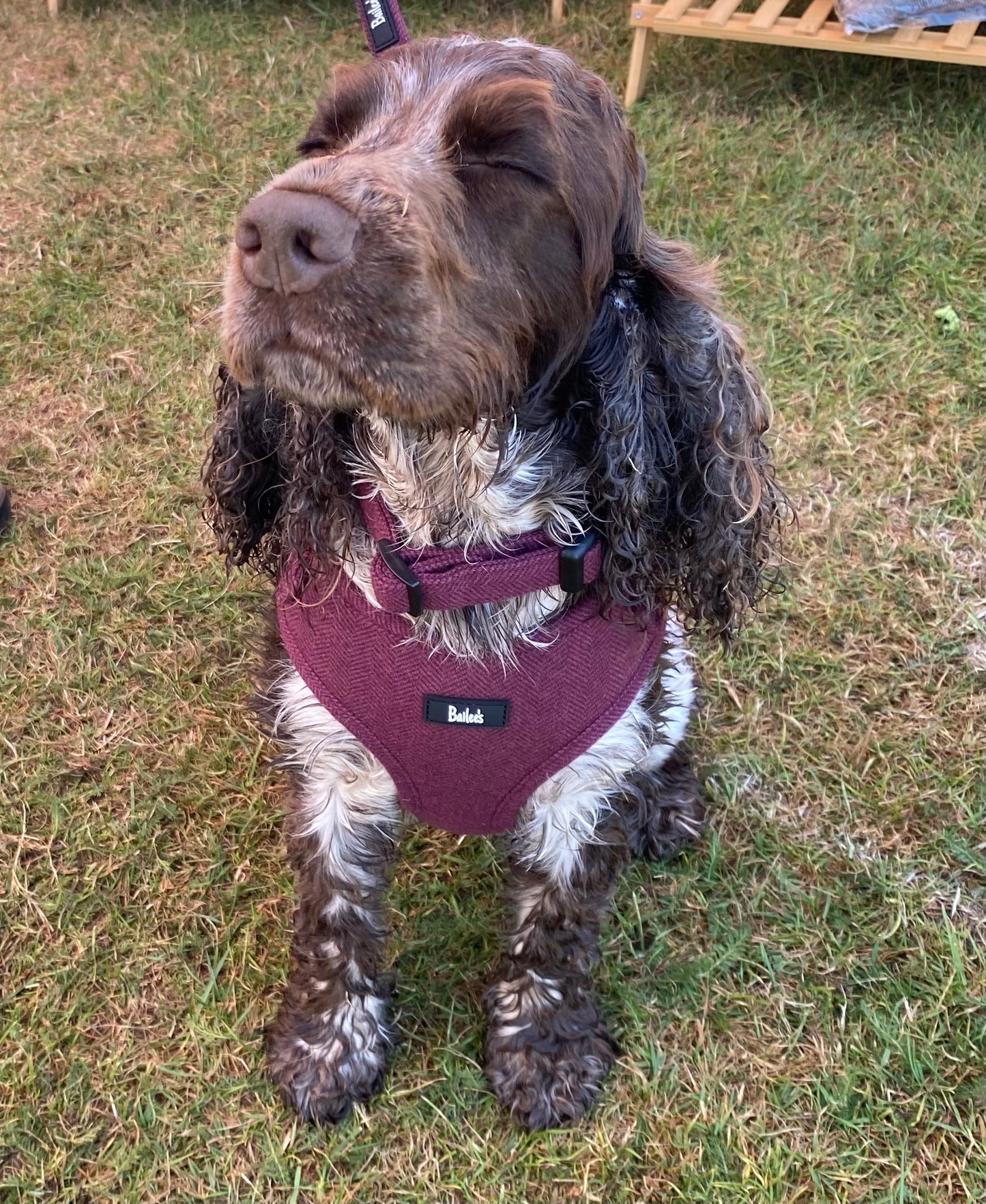 Ruby Herringbone Harness