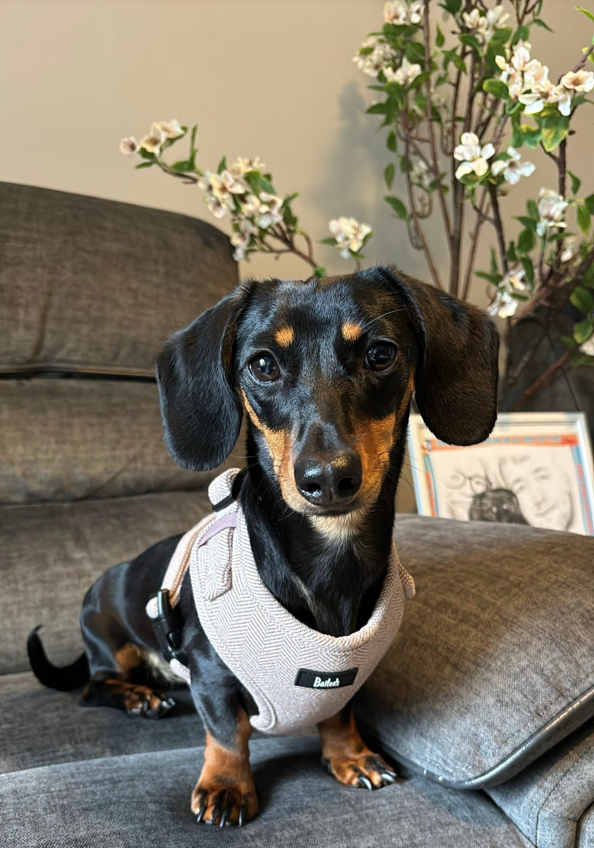 Biscuit Herringbone Harness