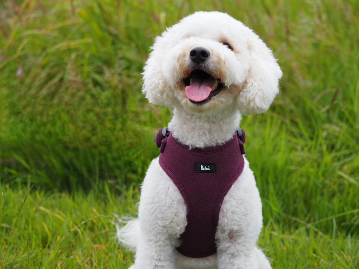 Ruby Herringbone Collar