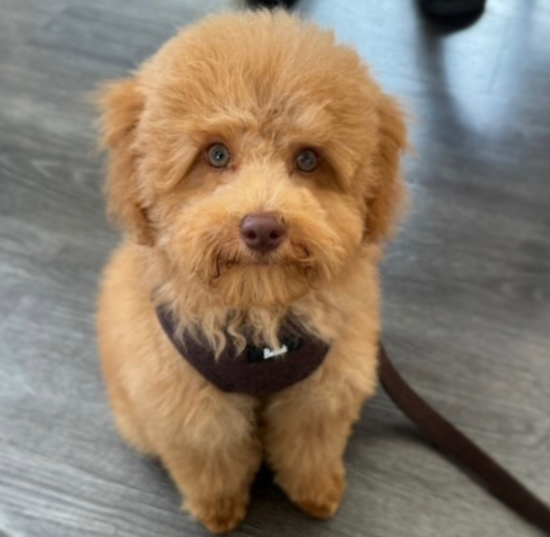 Chestnut Herringbone Harness